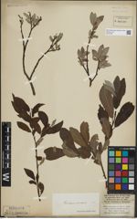 Foto von Salix lapponum L. x Salix silesiaca Willd.